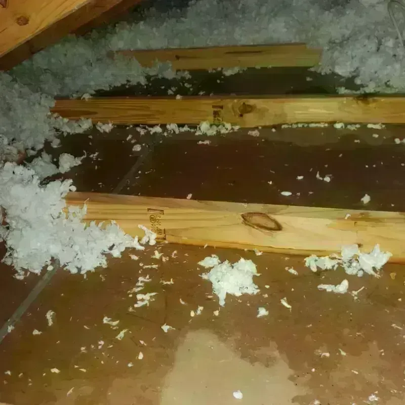 Attic Water Damage in Thunderbolt, GA